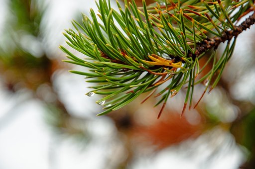 Free Plant Nature photo and picture