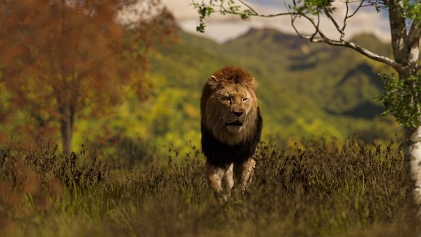 Free Lion Animal photo and picture