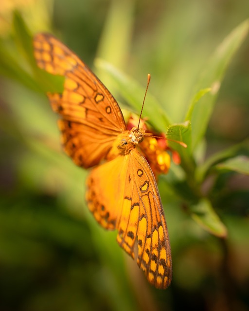 Free Butterfly Insect photo and picture