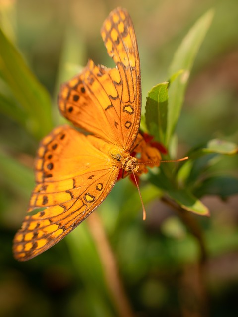 Free Flowers Butterfly photo and picture