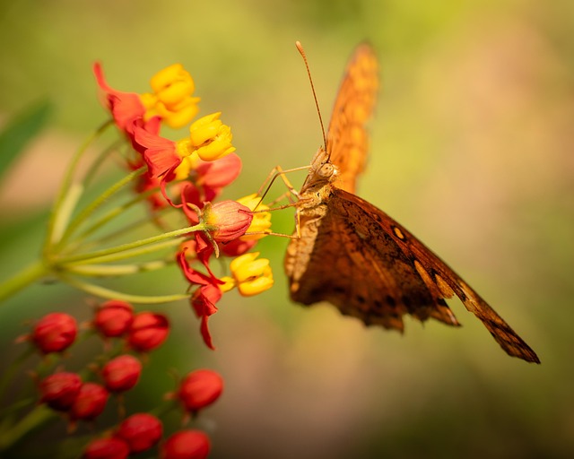 Free Flowers Butterfly photo and picture