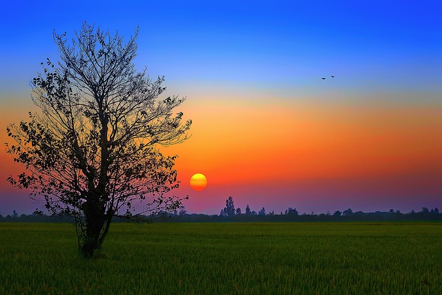 Free Field Afternoon photo and picture