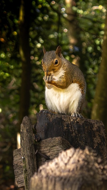 Free Squirrel Rodent photo and picture