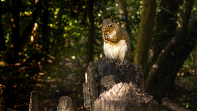 Free Squirrel Rodent photo and picture