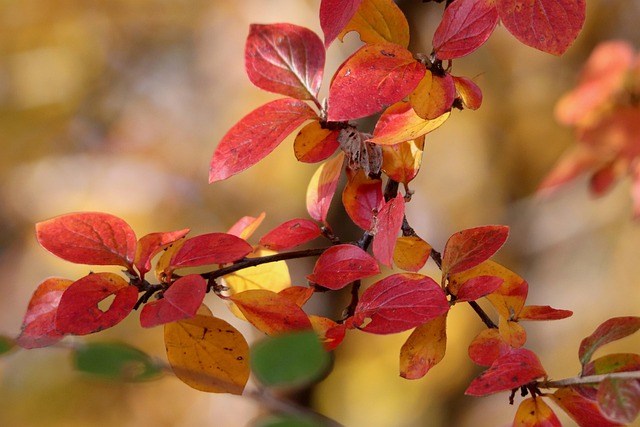 Cotoneaster, Rode Bladeren