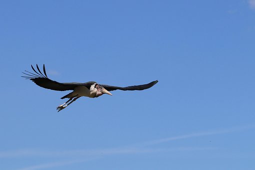 Marabu, Natur, Vogel, Tier, Storch