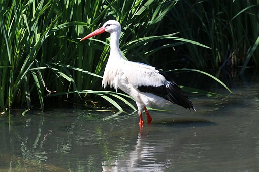 Storch, Vogel, Tier, Gefieder, Schnabel