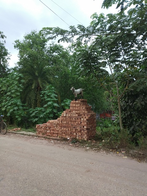 Free Goat Nature photo and picture