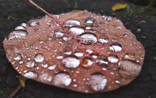 Free Fall Leaves photo and picture