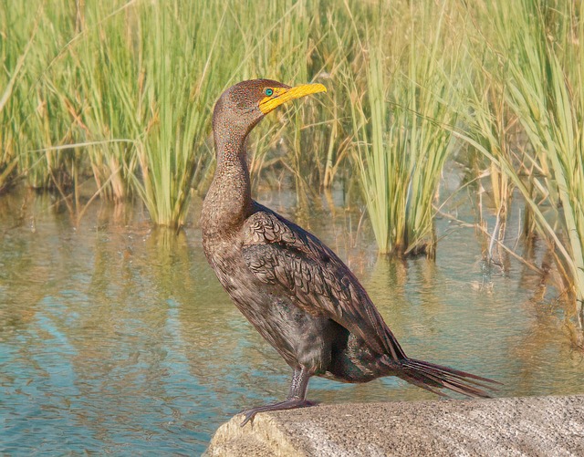 Antigua, Vogel, Vogelkunde, Spezies