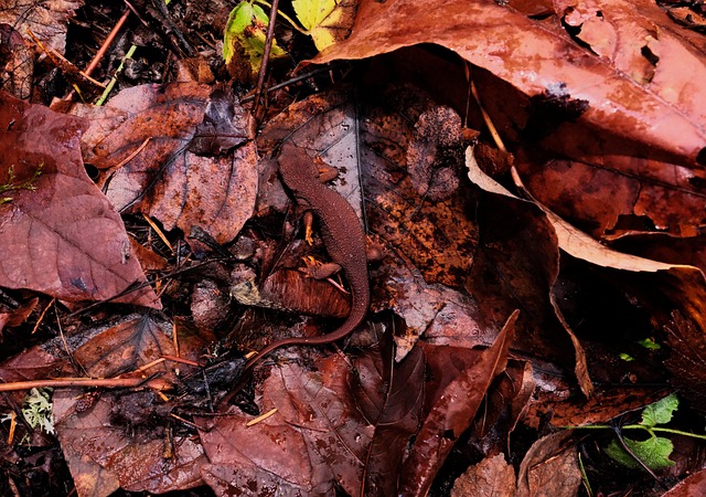 Tree Newt Newt Nature Animal - Free photo on Pixabay