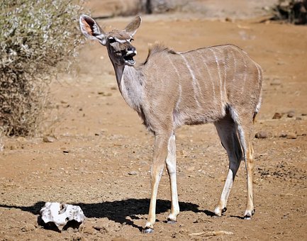 Free Kudu Antelope photo and picture
