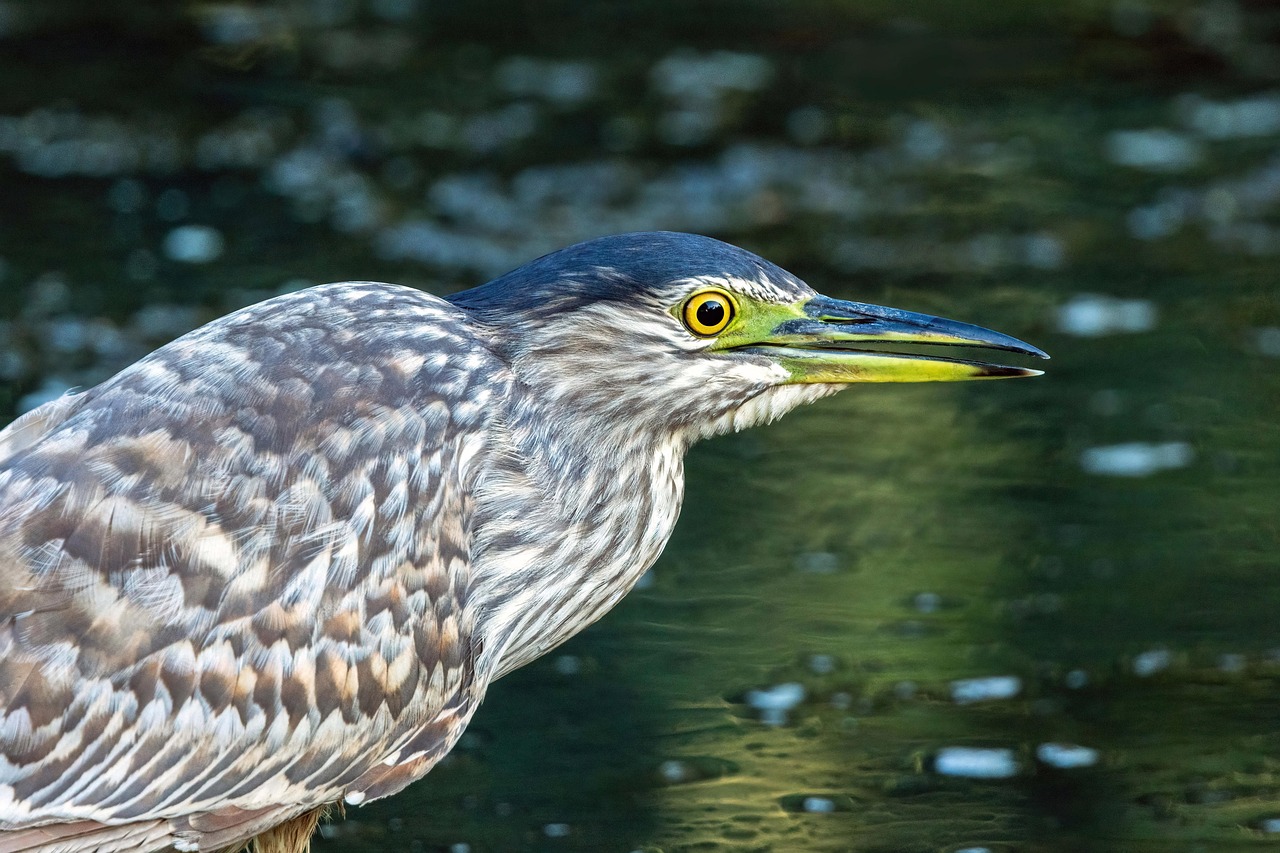 Mangrove Heron - free online jigsaw puzzle photo