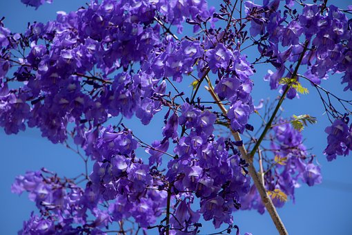Blomst, Natur, Palisander, Mimoso