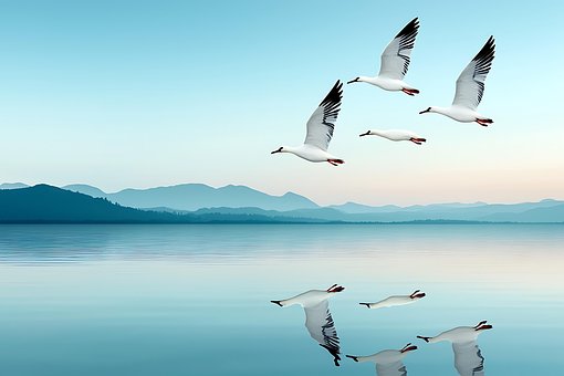 Free Seagulls Birds illustration and picture