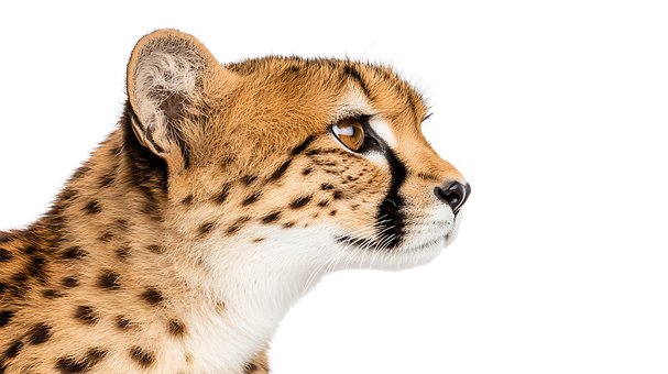 Free Serval Cat photo and picture