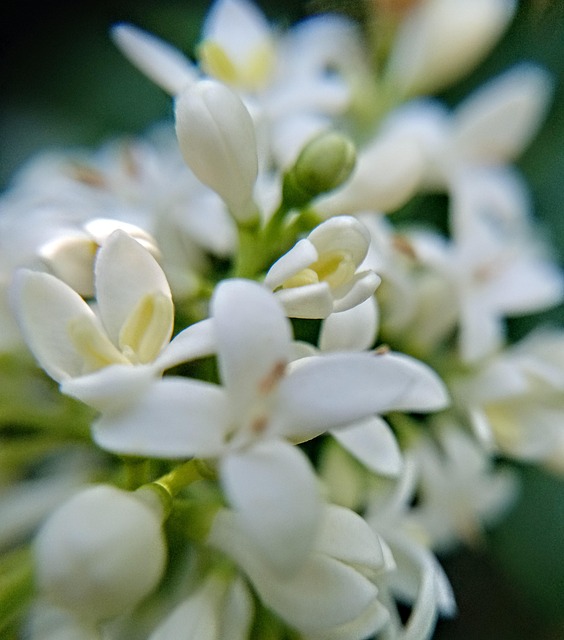 Free Spring Cereal photo and picture