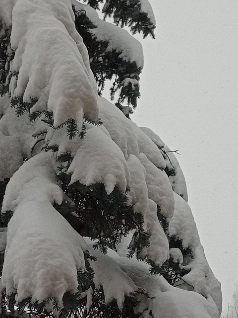 Free Winter December photo and picture