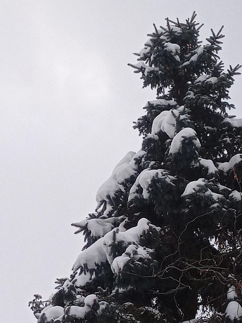 Free Snowman Winter photo and picture