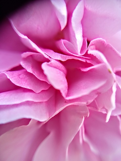 Free Valentine'S Day Pink photo and picture