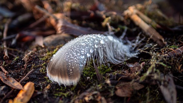 Free Feather Nature photo and picture