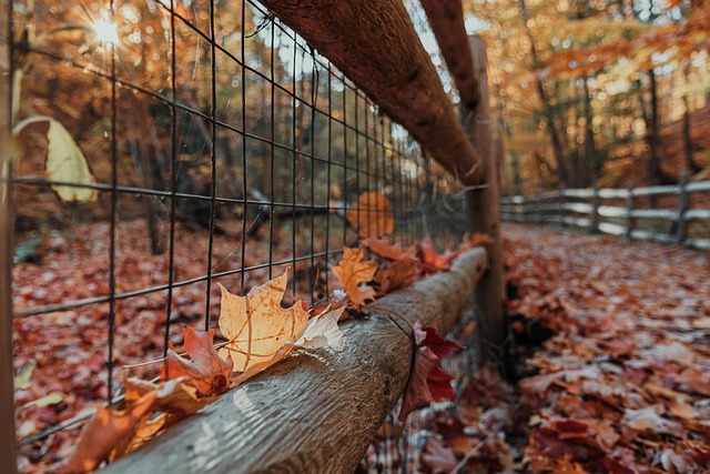 Free Autumn Fall Leaves photo and picture