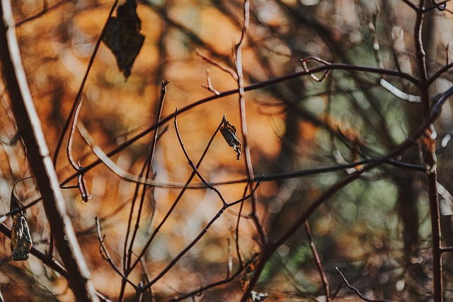 Free Autumn Dried Leaf photo and picture