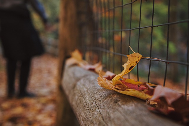 Free Autumn Fall Leaves photo and picture