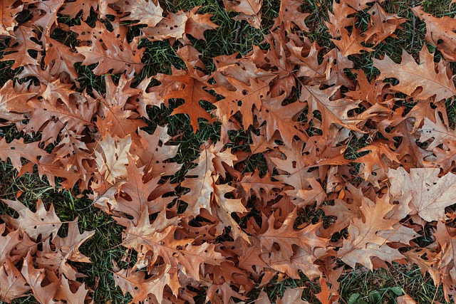 Free Autumn Fall Leaves photo and picture