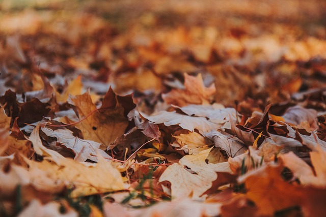 Free Autumn Fall Leaves photo and picture