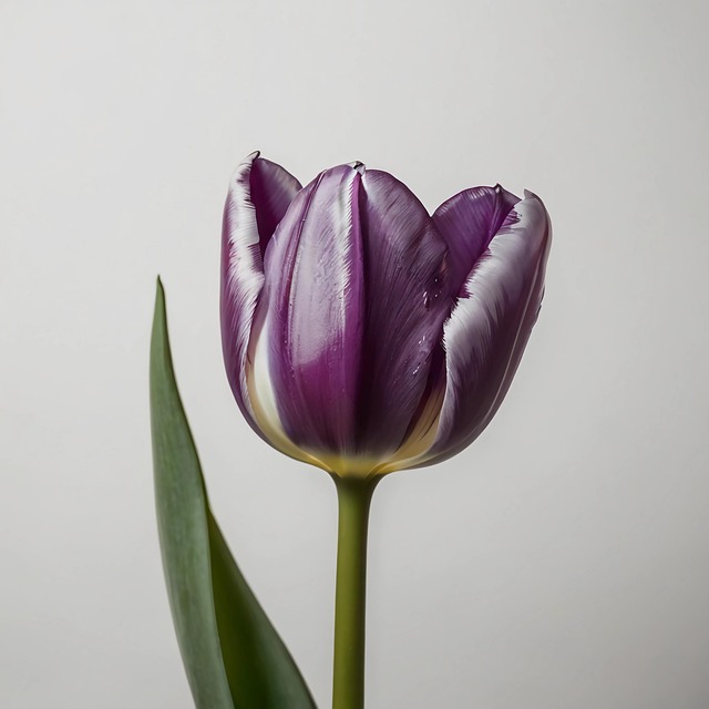 Download free HD stock image of Ai Generated Purple Free ai generated purple tulip illustration