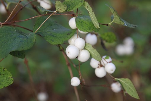 Free Berry Nature photo and picture