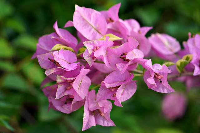 10 Popular Types of Bougainvillaea Perfect for Balcony Gardens That Add Instant Charm