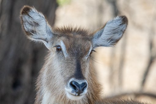 Kudu, Antilopa, Příroda, Afrika