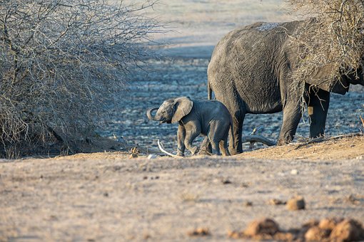 Slon, Slůně, Elephant'S Child, Kmen
