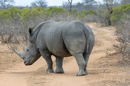 Nosorožec, Afrika, Nosorožec Tuponosý
