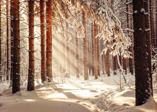 Free winter snow forest illustration