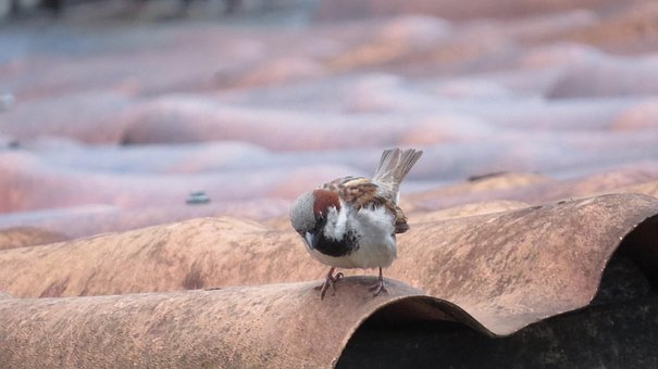 Free Sparrow Bird photo and picture