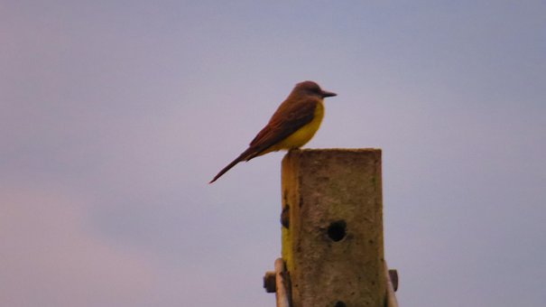 Free I Saw You Birdie photo and picture