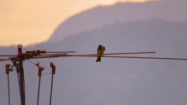 Free I Saw You Bird photo and picture