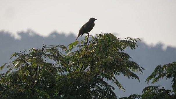 Free Birdie Bird photo and picture