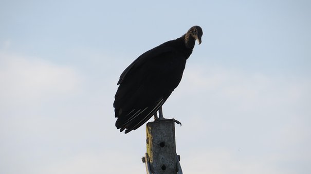 Free Vulture Bird photo and picture