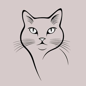 Pisică, Pisoi, Felină