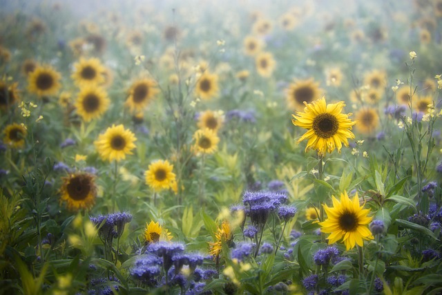 Free Sunflowers Fog photo and picture