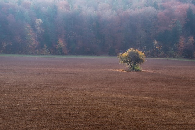 Free Morning Mood Nature photo and picture