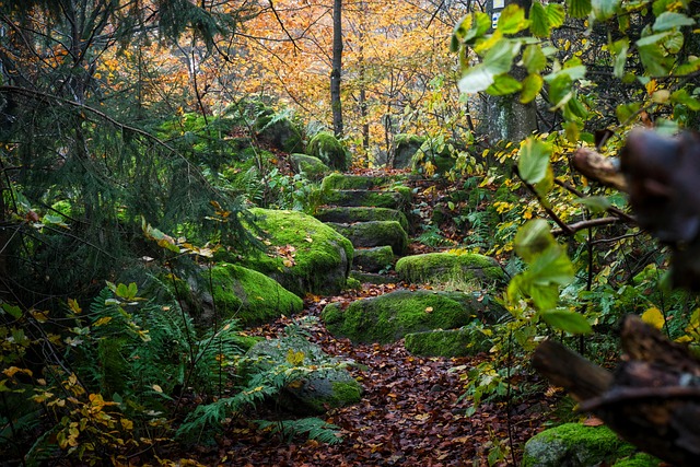 Free Stairs Nature photo and picture