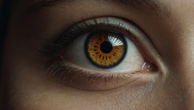 Free Beautiful Eyes Female Makeup illustration and picture