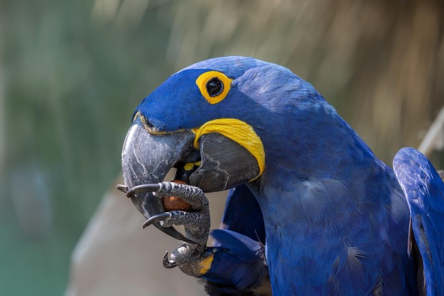 Free Bird Parrot photo and picture
