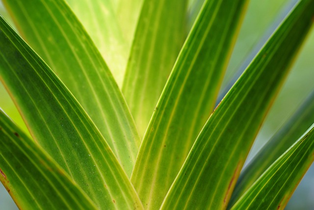Free Leaves Plant photo and picture