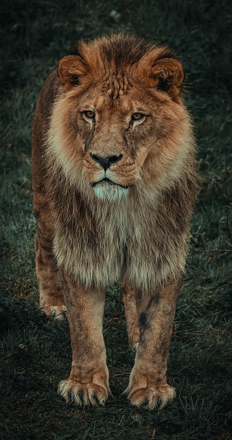 Leão Natureza Animal - Foto gratuita no Pixabay